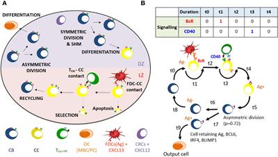 Multiscale Modeling of Germinal Center Recapitulates the Temporal Transition From Memory B Cells to Plasma Cells Differentiation as Regulated by Antigen Affinity-Based Tfh Cell Help